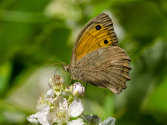 Hyponephele lupinus