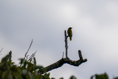 Brachypodius melanocephalos