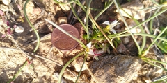 Romulea columnae