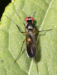 Tanypezidae