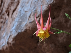 Aquilegia desertorum