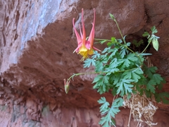 Aquilegia desertorum