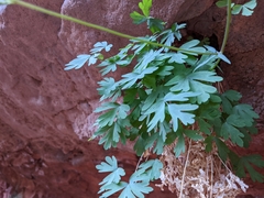 Aquilegia desertorum