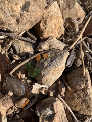 Dasymutilla californica