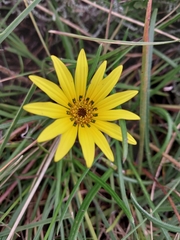 Gazania