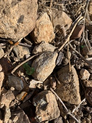 Dasymutilla californica