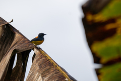 Dicaeum trigonostigma