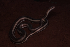 Psammophis condanarus