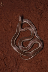 Psammophis condanarus