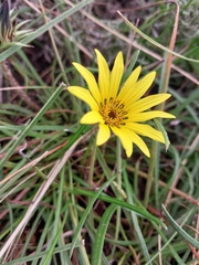 Gazania