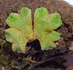 Riccia
