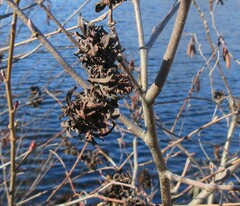 Taphrina robinsoniana