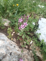 Silene aegyptiaca