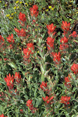 Castilleja applegatei pinetorum