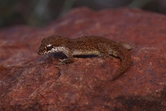 Hemidactylus reticulatus