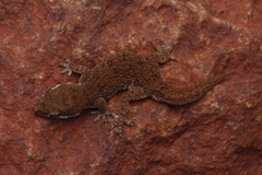 Hemidactylus reticulatus