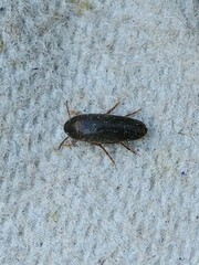 Melandryidae