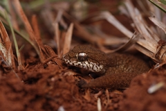 Hemidactylus reticulatus