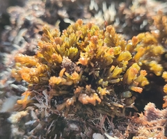 Ericaria amentacea