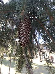 Picea abies