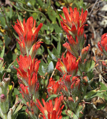 Castilleja applegatei pinetorum
