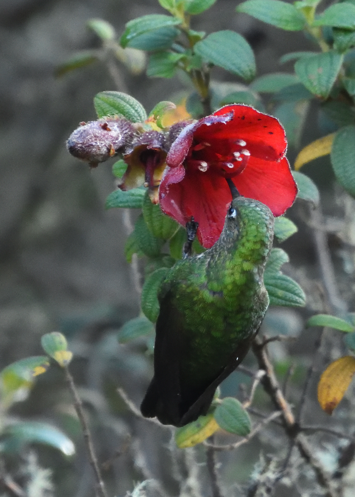 Viridian Metaltail (Metallura williami), photo 5