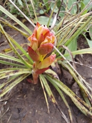 Satyrium