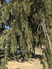 Picea abies