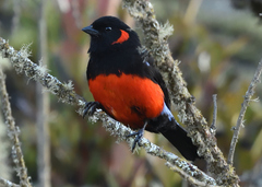 Anisognathus igniventris