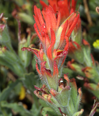 Castilleja applegatei pinetorum