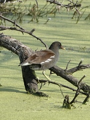 Gallinula chloropus