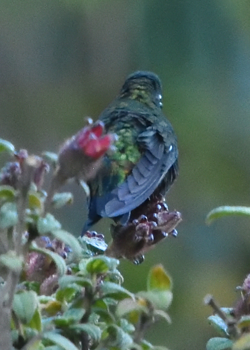 Black-thighed Puffleg (Eriocnemis derbyi), photo 6