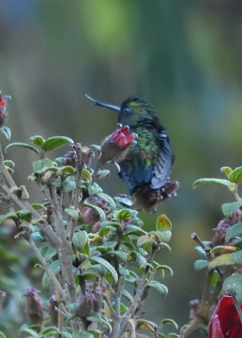Black-thighed Puffleg (Eriocnemis derbyi), photo 7
