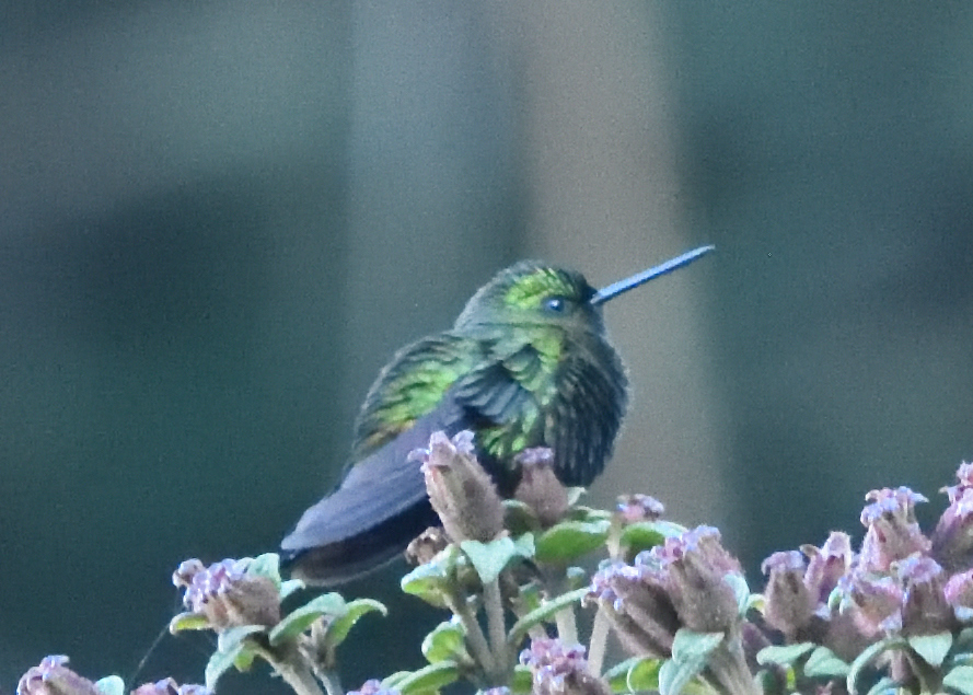 Black-thighed Puffleg (Eriocnemis derbyi), photo 5