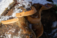 Phellinus nigricans