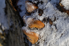 Phellinus nigricans