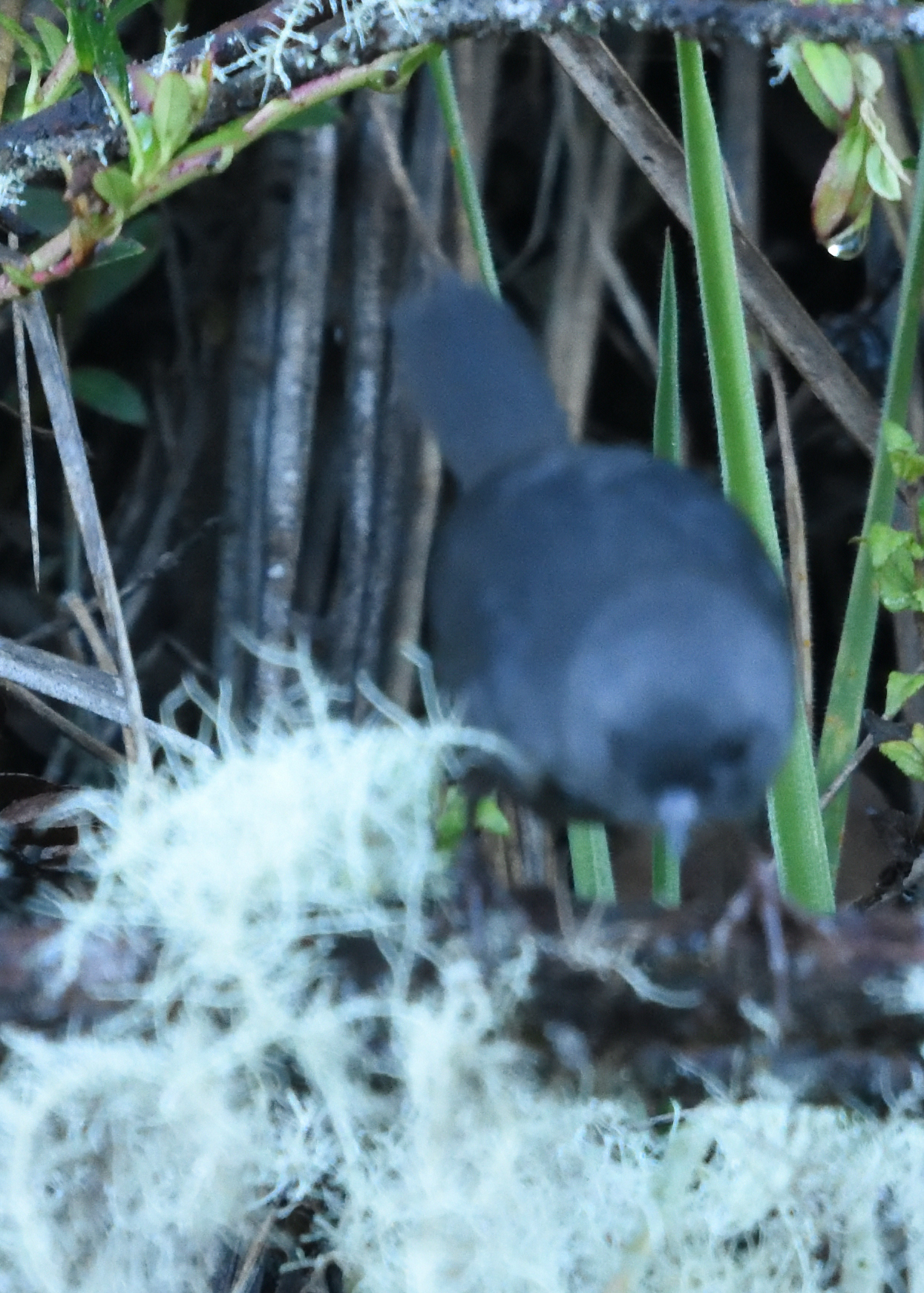 Paramo Tapaculo (Scytalopus opacus), photo 2