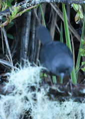 Scytalopus opacus