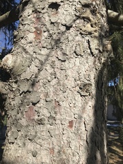 Picea abies