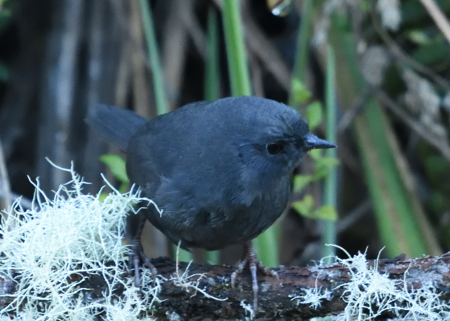 Paramo Tapaculo (Scytalopus opacus), photo 1
