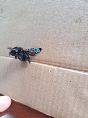 Xylocopa darwini