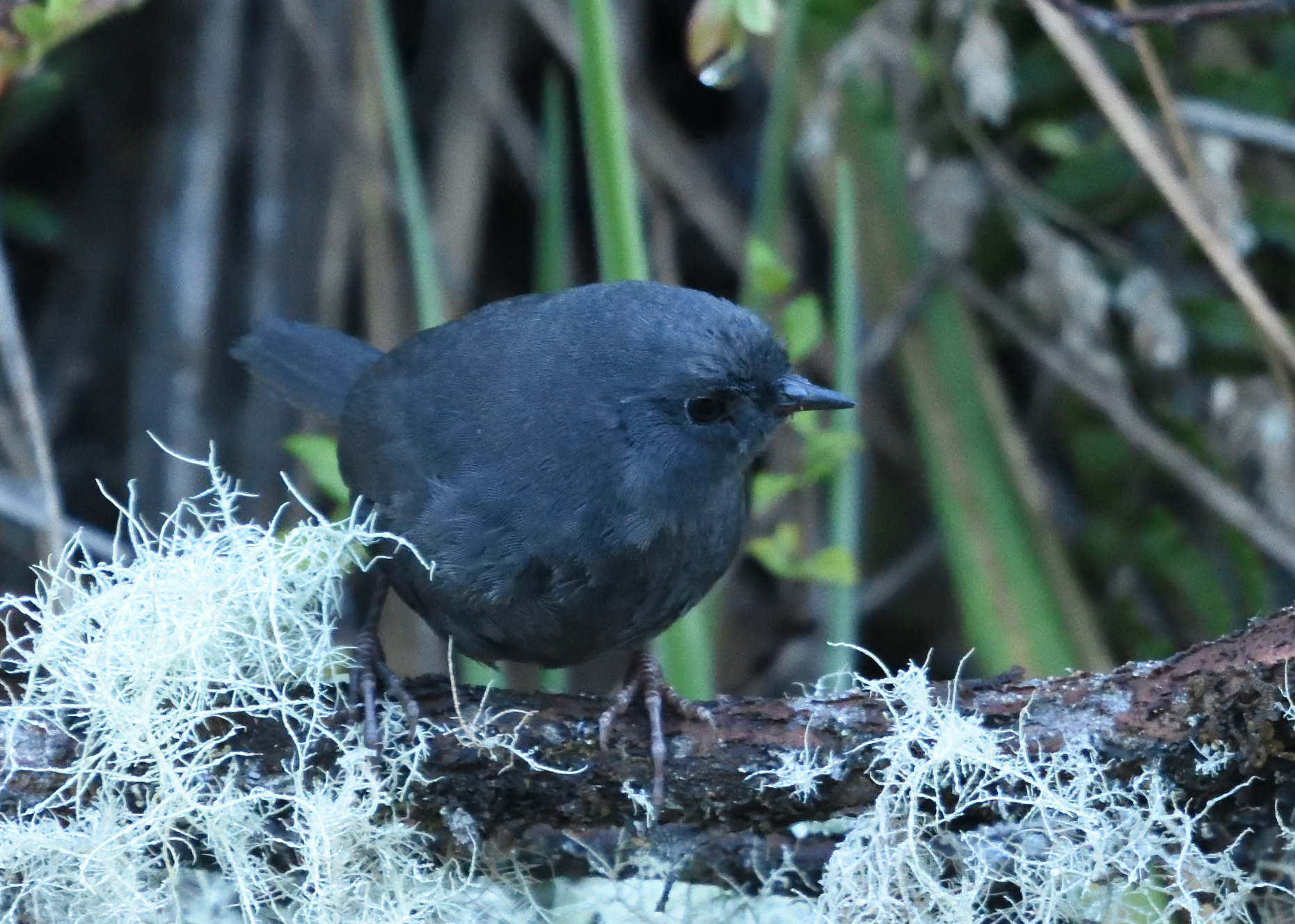Paramo Tapaculo (Scytalopus opacus), photo 3
