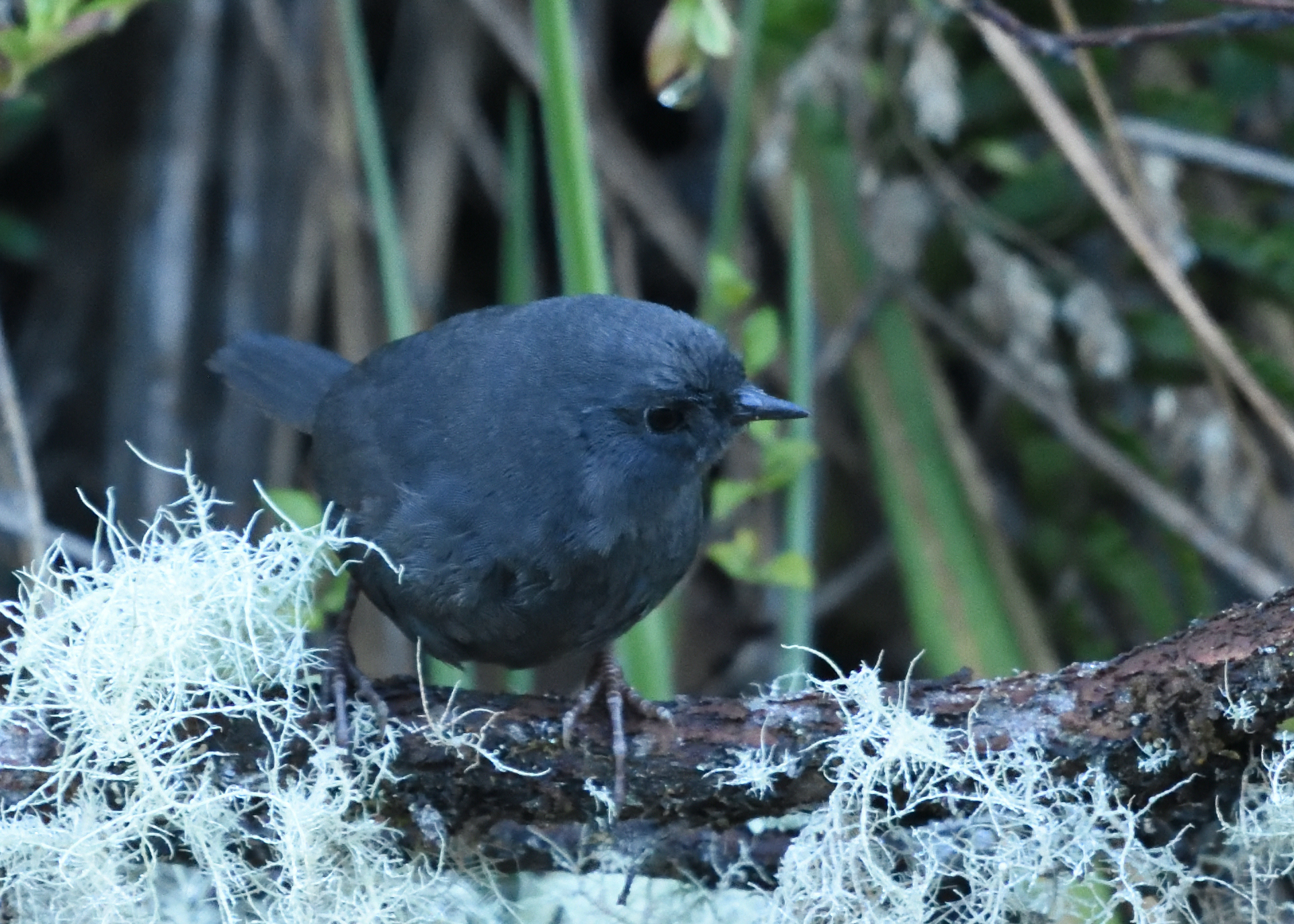Paramo Tapaculo (Scytalopus opacus), photo 4