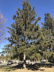 Picea abies