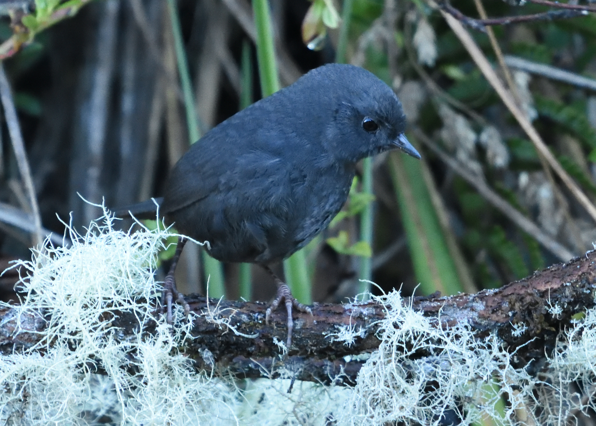 Paramo Tapaculo (Scytalopus opacus), photo 5