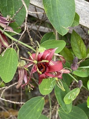 Passiflora cupraea
