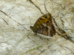 Pseudochazara thelephassa