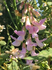 Lathyrus vestitus