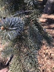 Picea pungens