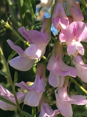 Lathyrus vestitus
